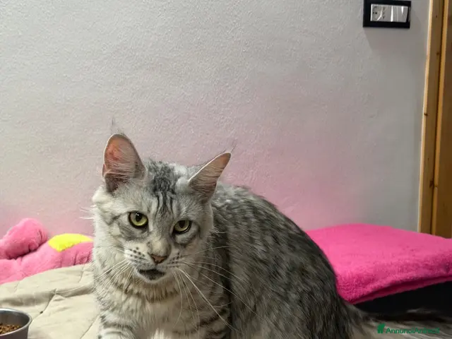 Maine Coon gatti Dolcissimi cuccioli - Annuncio 1