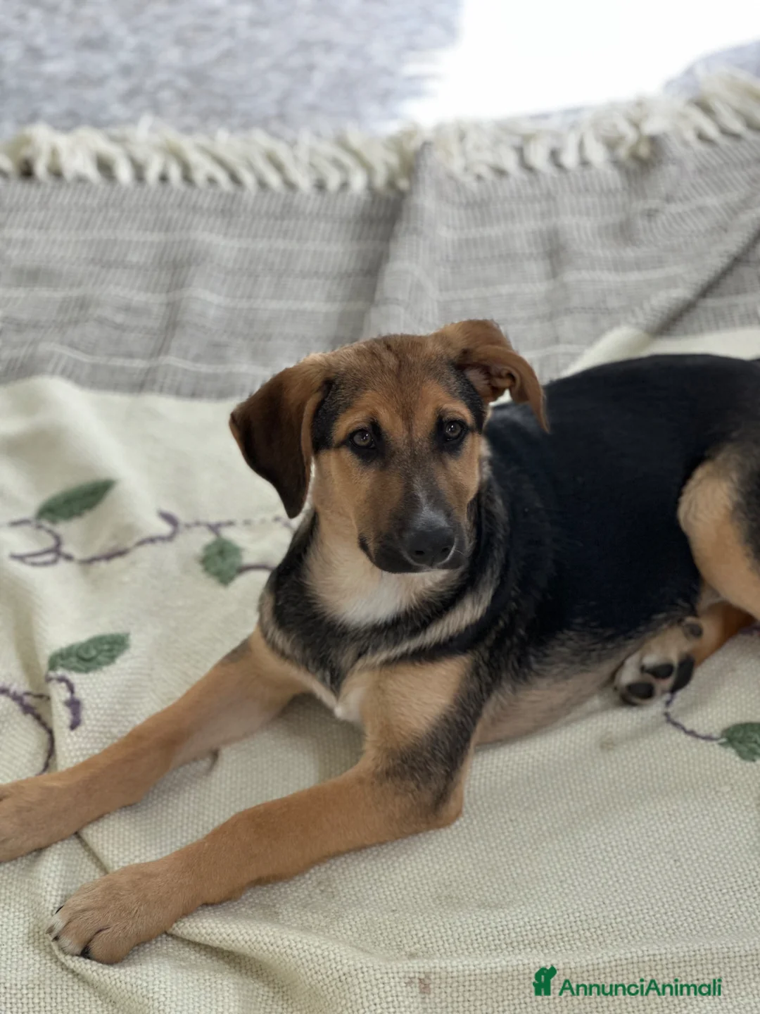 Meticcio cani in regalo: MIA CERCA FAMIGLIA - Annuncio 8