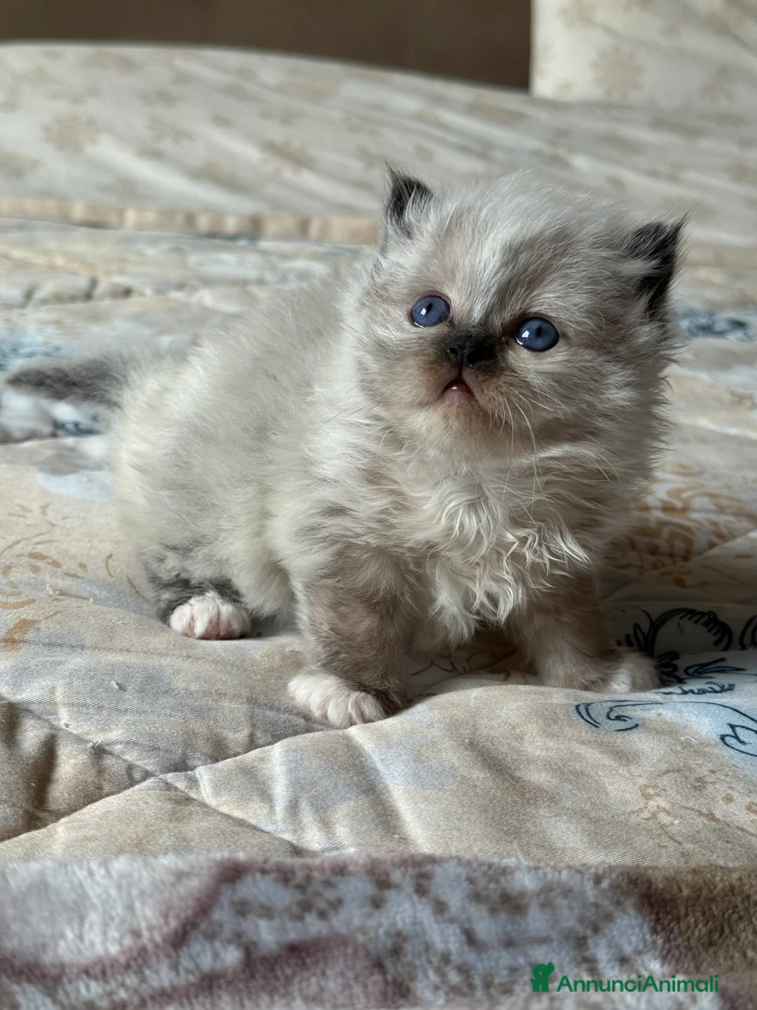 Sacro di Birmania gatti in vendita: Cucciola Sacro di Birmania con pedigree - Annuncio 8