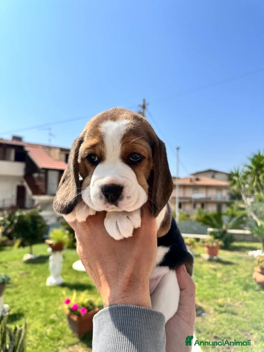 Beagle cani in vendita: Vendo cuccioli di Beagle  - Annuncio 1