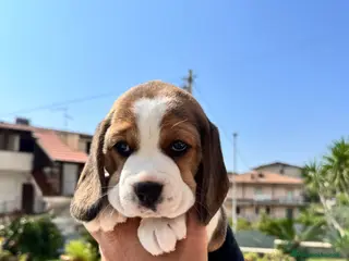 Beagle cani Vendo cuccioli di Beagle - Annuncio 1