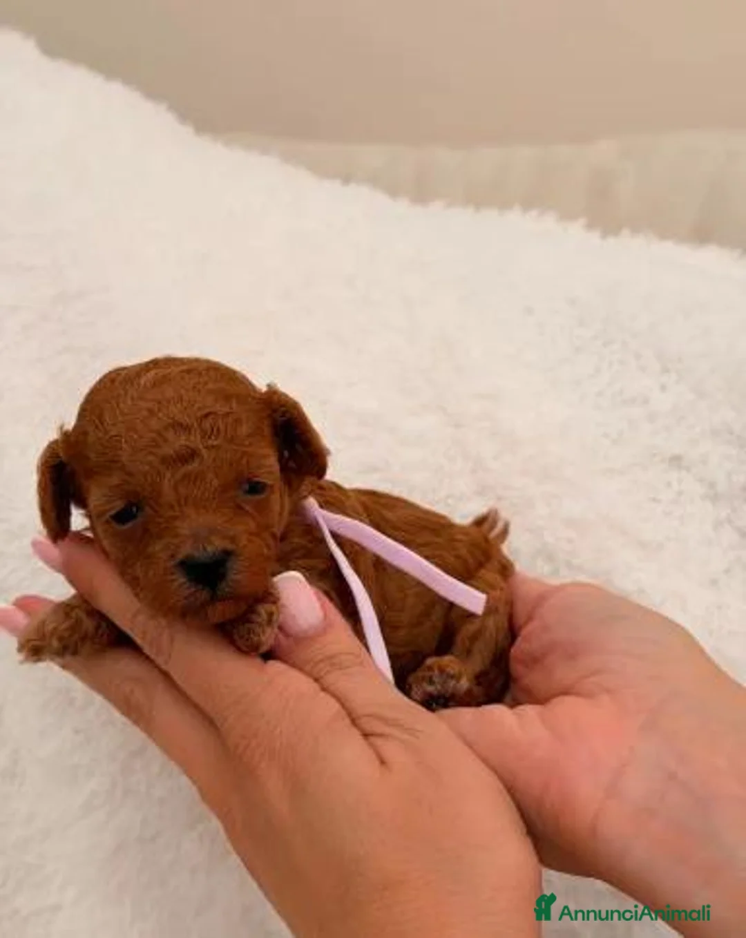 Barboncino Toy cani in vendita: Barboncini Toy di linea asiatica disponibili - Annuncio 1