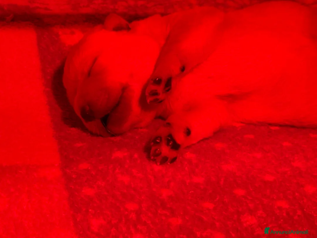 Labrador cani in vendita: Disponibili cuccioli Labrador di alta genealogia - Annuncio 2