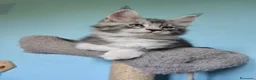 Maine Coon gatti in vendita: Gattini Maine Coon Allevamento Amatoriale  - Annuncio 4
