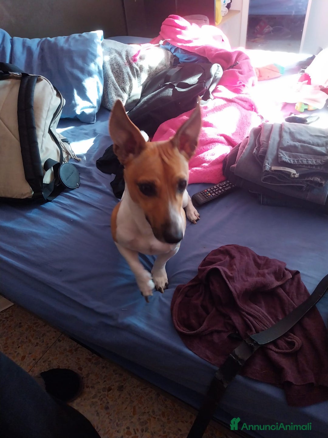 Jack Russell cani in regalo: Juck Russel Firenze (Regalo) - Annuncio 3