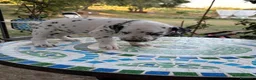Dalmata cani in vendita: Cuccioli di Dalmata - Annuncio 10