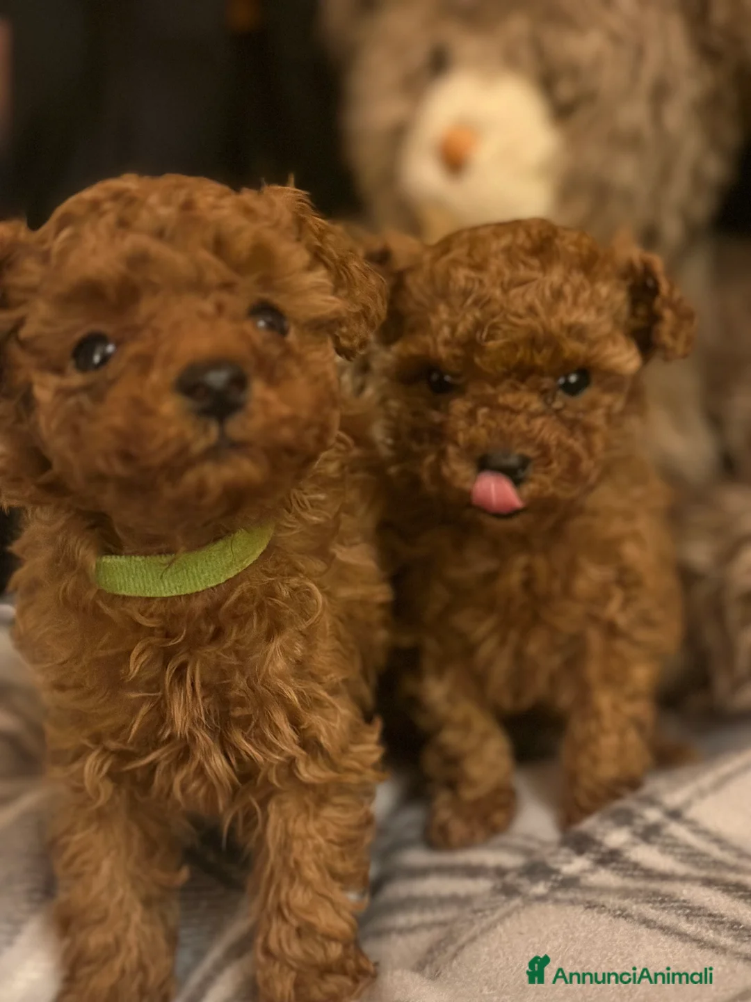 Barboncino Toy cani in vendita: Cuccioli Barbone toy color fulvo - Annuncio 1