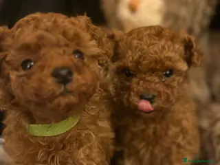 Barboncino Toy cani Cuccioli Barbone toy color fulvo - Annuncio 6