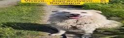 Meticcio cani in regalo: Fiore 2anni a catena,da 3in rifugioSOS GIARDINO.NO - Annuncio 8