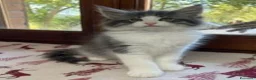 Norvegese gatti in vendita:  Gattino cucciolo di gatto norvegese delle foreste a Provincia di Parma - Annuncio 3