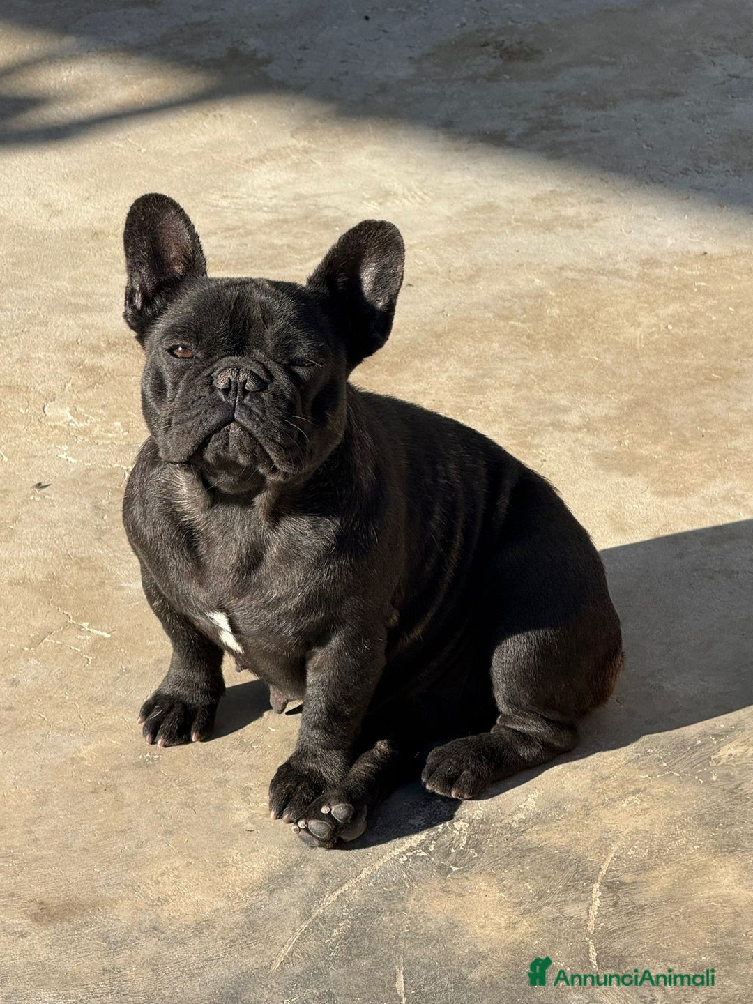 Bulldog Francese cani in vendita: Cucciole di bulldog francese con pedigree  - Annuncio 2