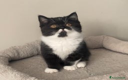 Scottish gatti in vendita: Scottish straight e fold - Annuncio 3