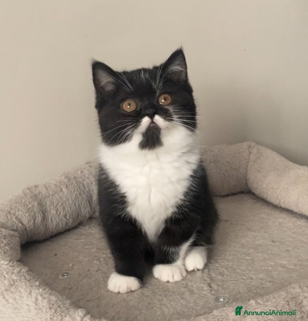 Scottish gatti in vendita: Scottish straight e fold - Annuncio 3