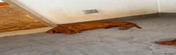 Vizsla cani in vendita: Ultimi 3 maschi di di bracco ungherese disponibili - Annuncio 11