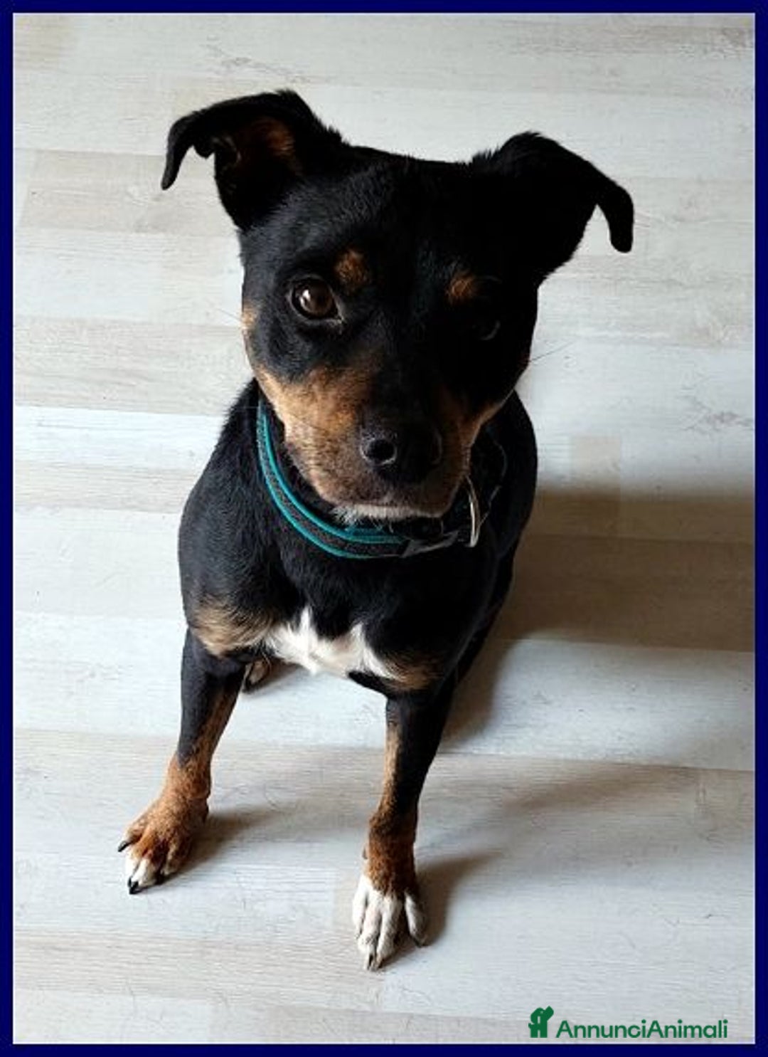 Meticcio cani in regalo: KIMBO dolce piccoletto sempre solo - Annuncio 3