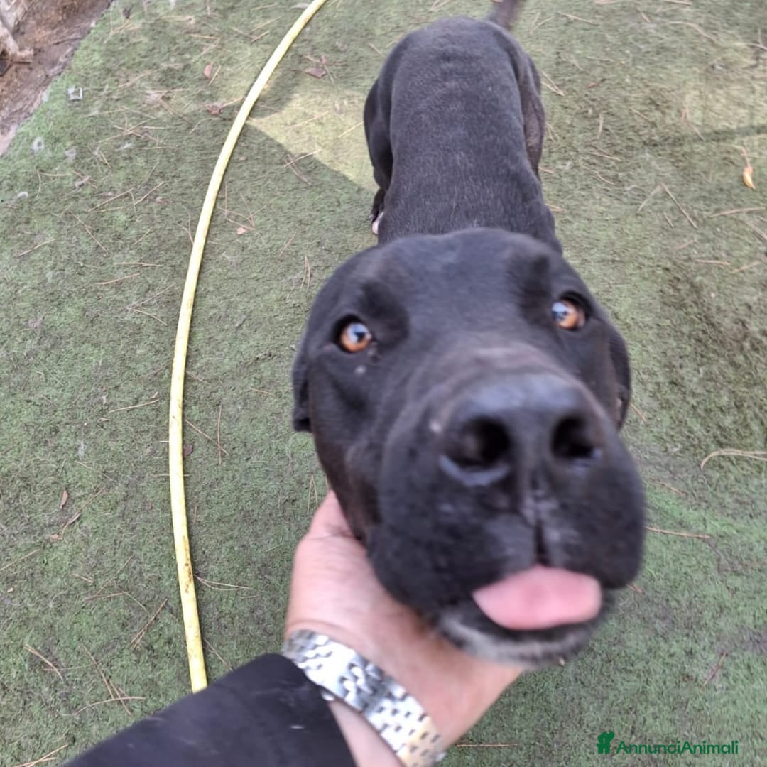 Meticcio cani in regalo: BENNY 💙 - perché nessuno chiama per me? 😢🥺 - Annuncio 3