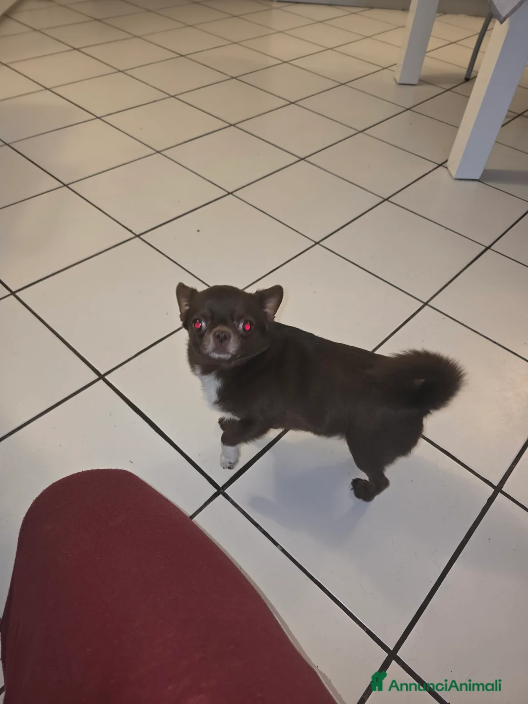 Chihuahua cani per accoppiamento: Chiuahua per accoppiamento  a Provincia di Ferrara - Annuncio 2