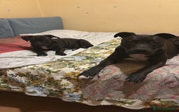 Meticcio cani in vendita: Vendita Cuccioli - Immagine 9