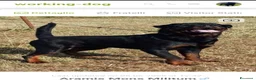 Rottweiler cani in vendita: Disponibili cucciolo Rottweiler - Annuncio 16