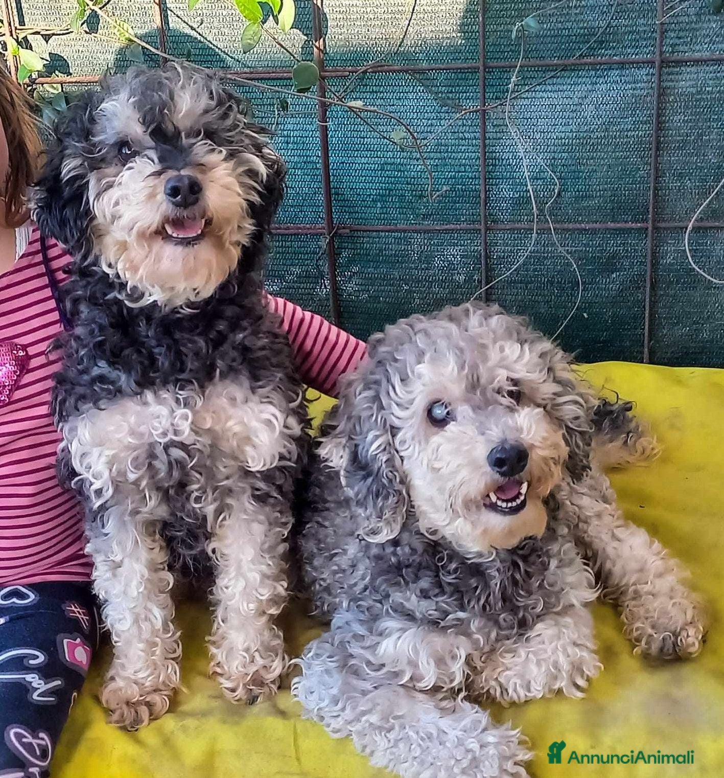 Barboncino cani FRAGOLA & CILIEGIA, simpaticissime BARBONCINE! - Annuncio 2