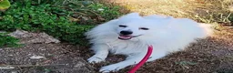 Volpino Italiano cani in regalo: Fiocco  - Annuncio 2
