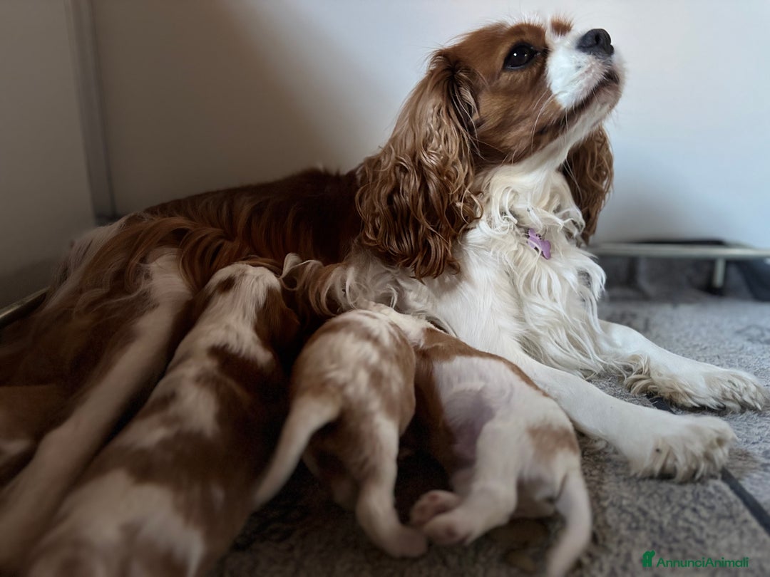 Cavalier King cani in vendita: Cuccioli di Cavalier King nati in casa ❤️ - Annuncio 4