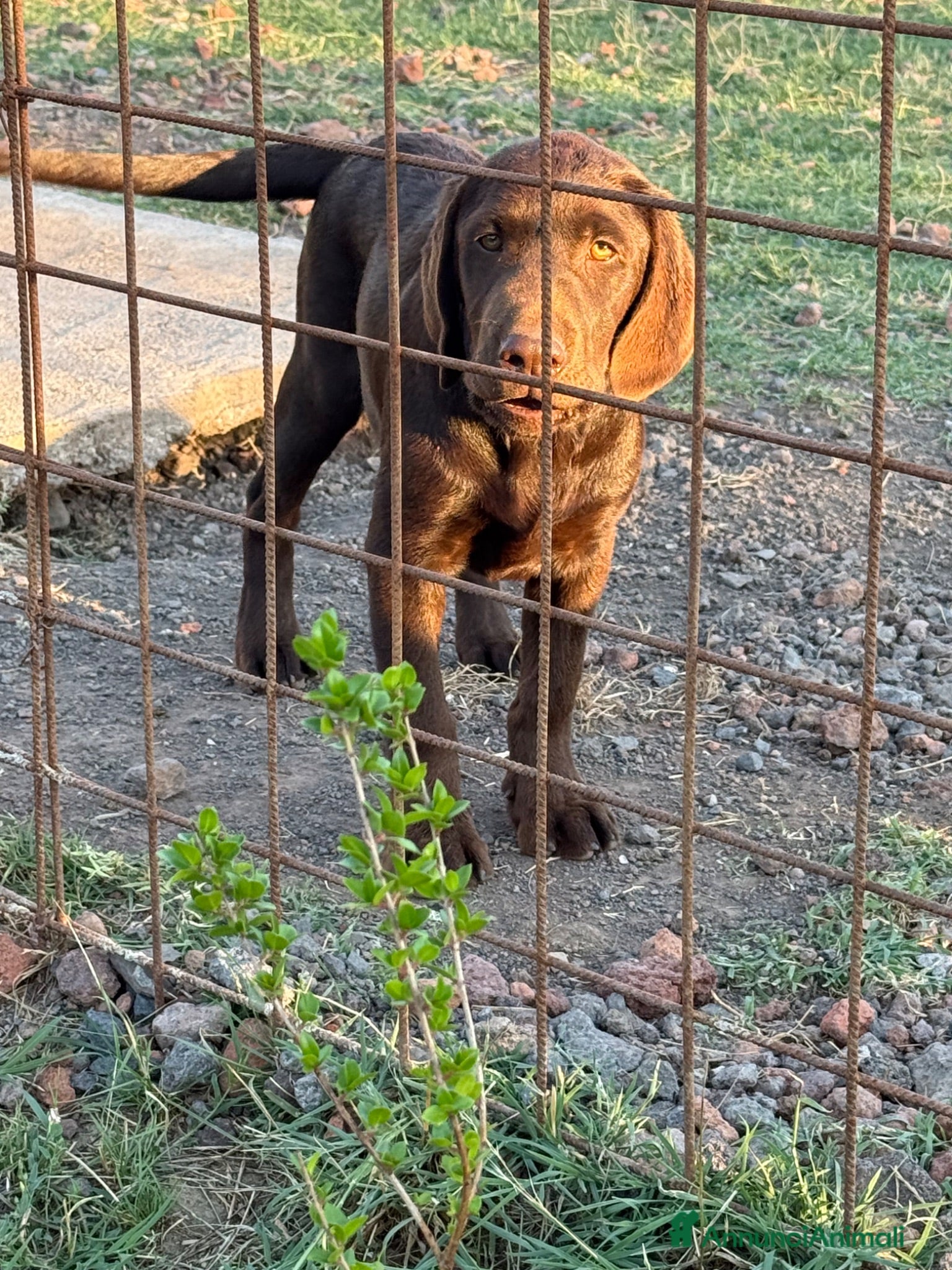 Labrador cani Cucciolo Labrador choco - Annuncio 25