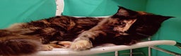 Maine Coon gatti in vendita: Cucciola Maine Coon pedigree ANFI  - Annuncio 8