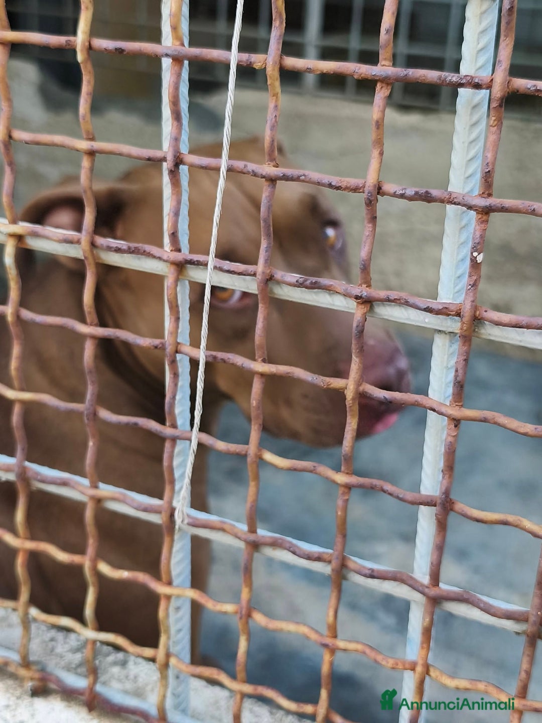 Pitbull cani in regalo: Jago aspetta ancora il suo riscatto  a Città Metropolitana di Bari - Annuncio 8