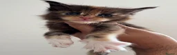 Maine Coon gatti in vendita: Maine Coon  a Provincia di Ascoli Piceno - Annuncio 4