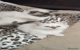 Sacro di Birmania gatti in vendita: Sacro di Birmania  a Provincia di Rimini - Immagine 5