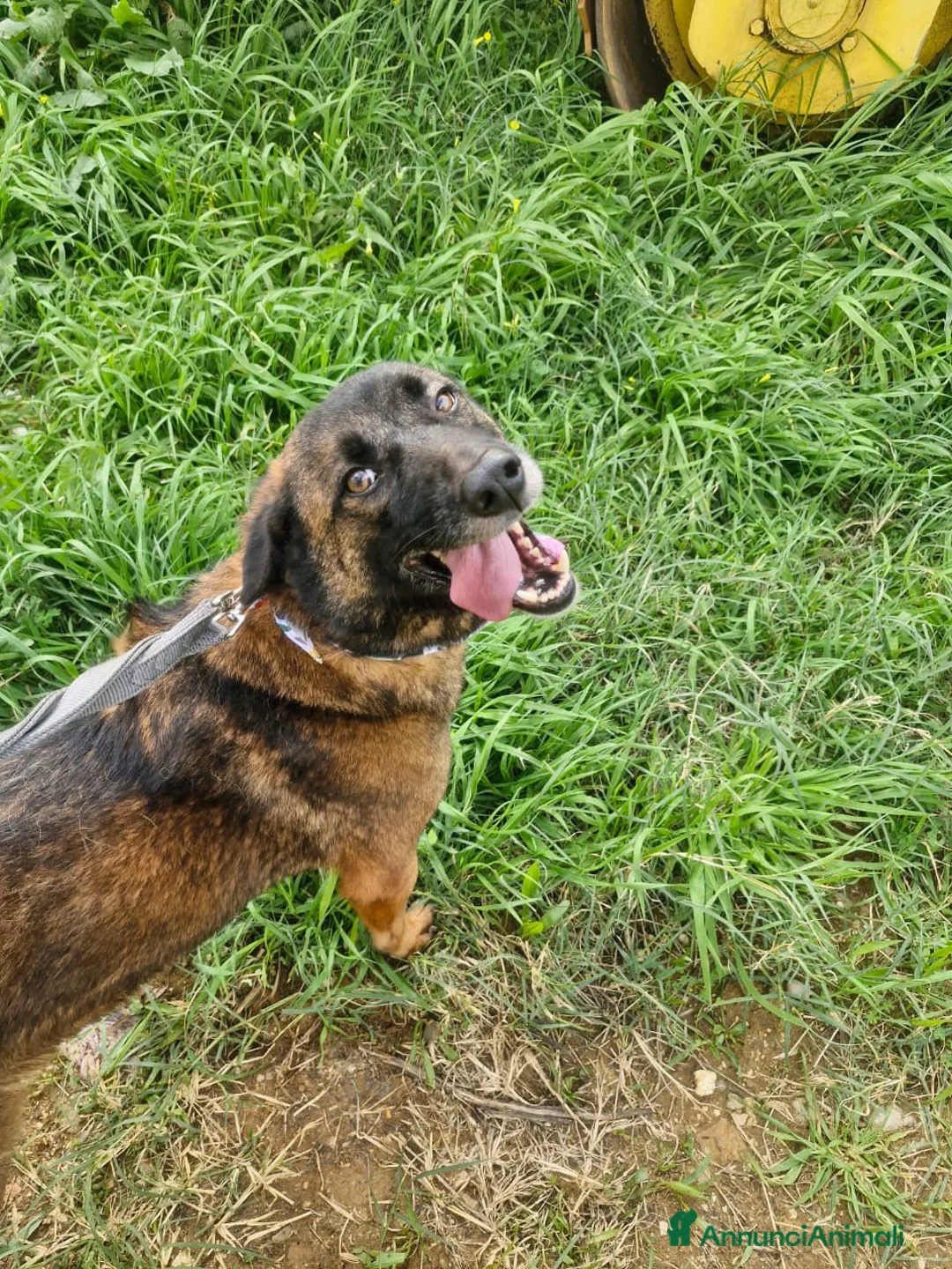 Pastore del Caucaso cani in regalo: Splendida simil Pastore del Caucaso - CARRIE - Annuncio 11