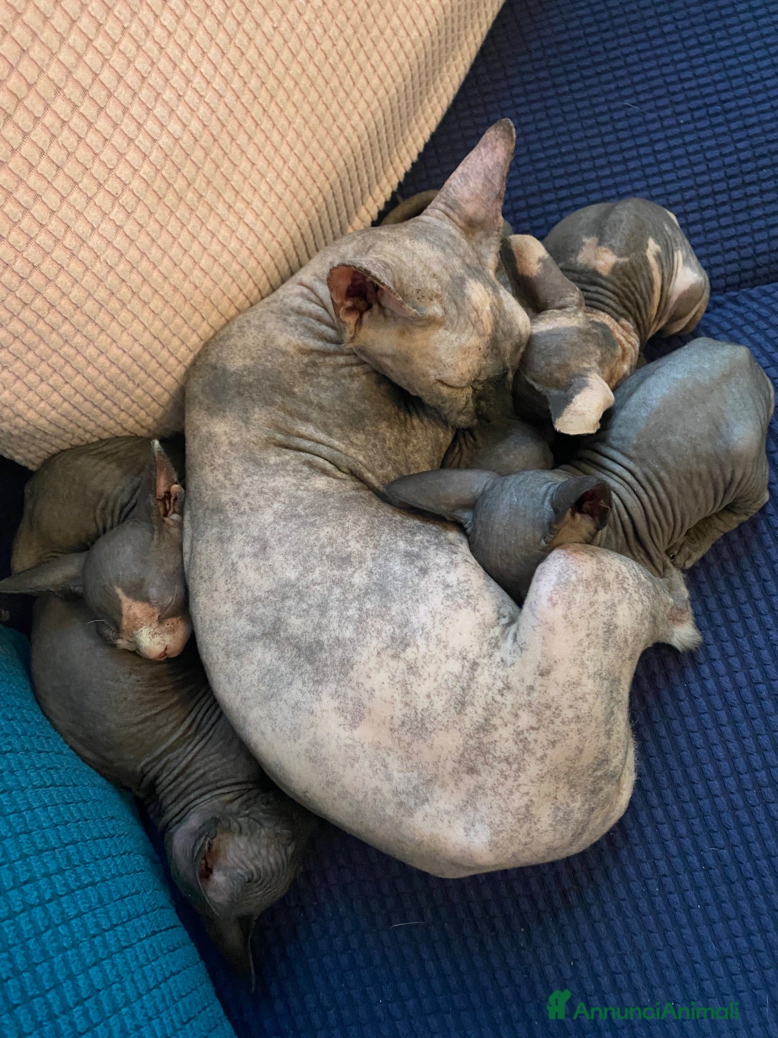 Sphynx gatti Sphynx o gatto nudo - Annuncio 1