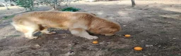 Golden Retriever cani in vendita: CucciolataTop GOLDEN RETRIEVER LINEA AMERICANA100% - Annuncio 4