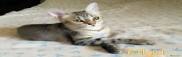 Europeo gatti in regalo: OLGA GATTINA SUPER AFFETTUOSA CERCA CASA - Annuncio 2