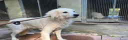 Meticcio cani in regalo: CLOE buona e timida a Città Metropolitana di Torino - Annuncio 3
