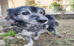 Meticcio cani in regalo: TINO  a Provincia di Avellino - Immagine 5
