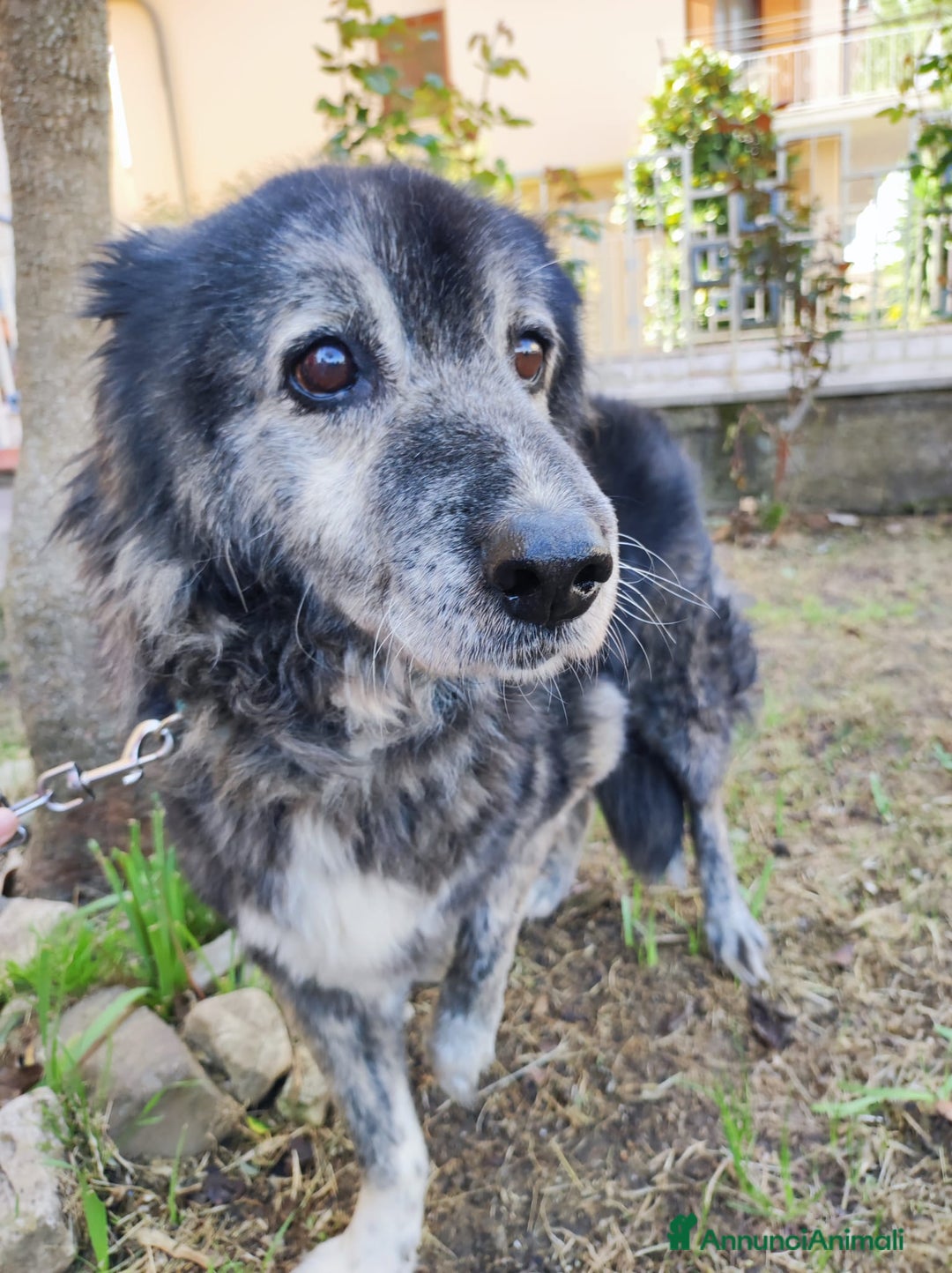 Meticcio cani in regalo: TINO  a Provincia di Avellino - Immagine 5