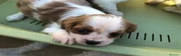 Cavalier King cani in vendita: Cavalier King  a Provincia di Pescara - Annuncio 2