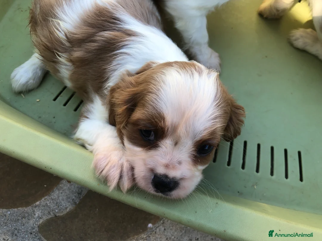 Cavalier King cani in vendita: Cavalier King  a Provincia di Pescara - Annuncio 2
