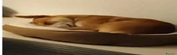 Meticcio cani in regalo: Ares 2anni SOS DEVE TROVARE 1ALTRA CASA.MILANO  - Annuncio 6
