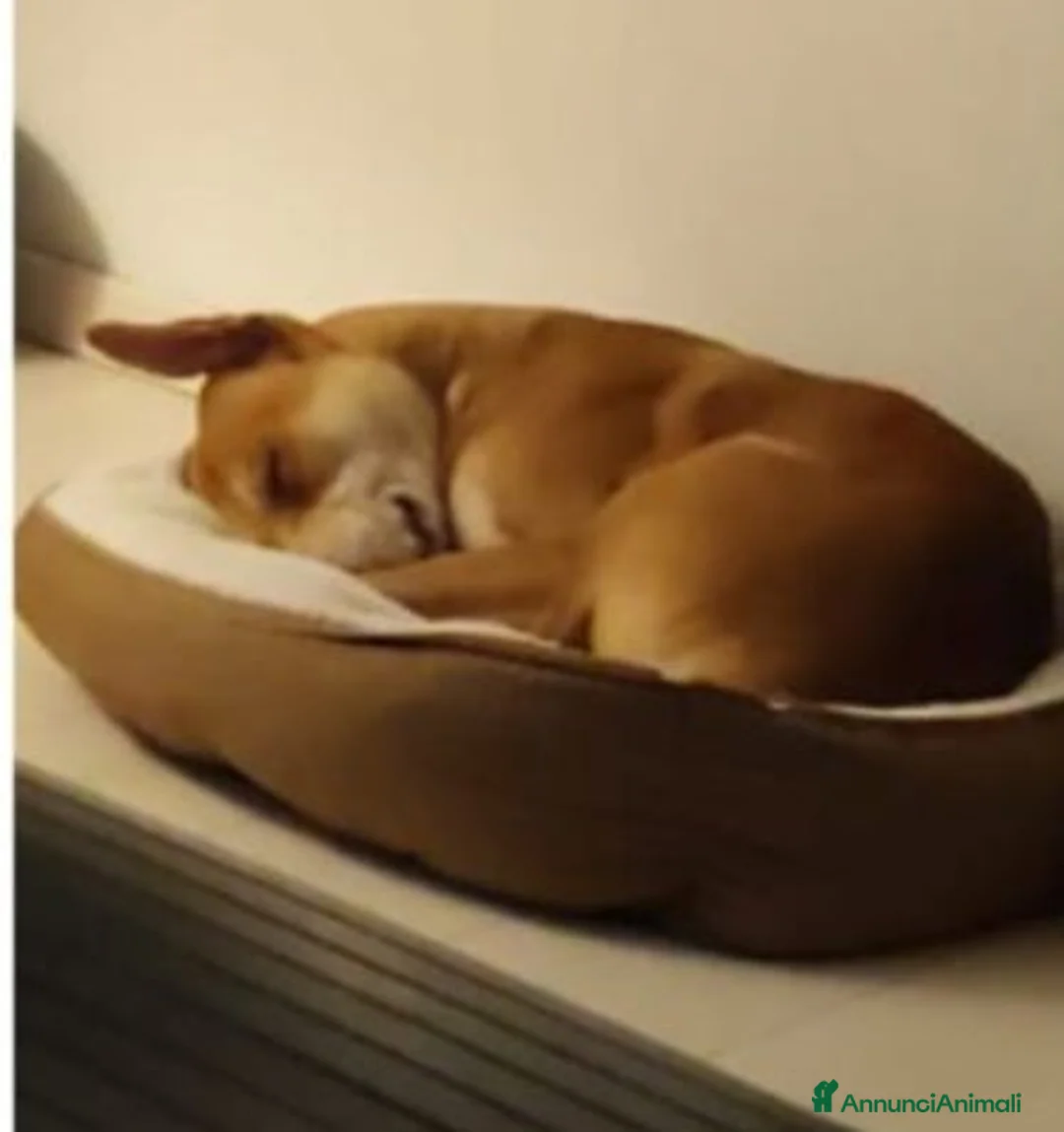 Meticcio cani in regalo: Ares 2anni SOS DEVE TROVARE 1ALTRA CASA.MILANO  - Annuncio 6