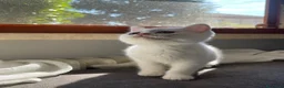 British gatti in vendita: adorabile e meraviglioso gattini  - Annuncio 3