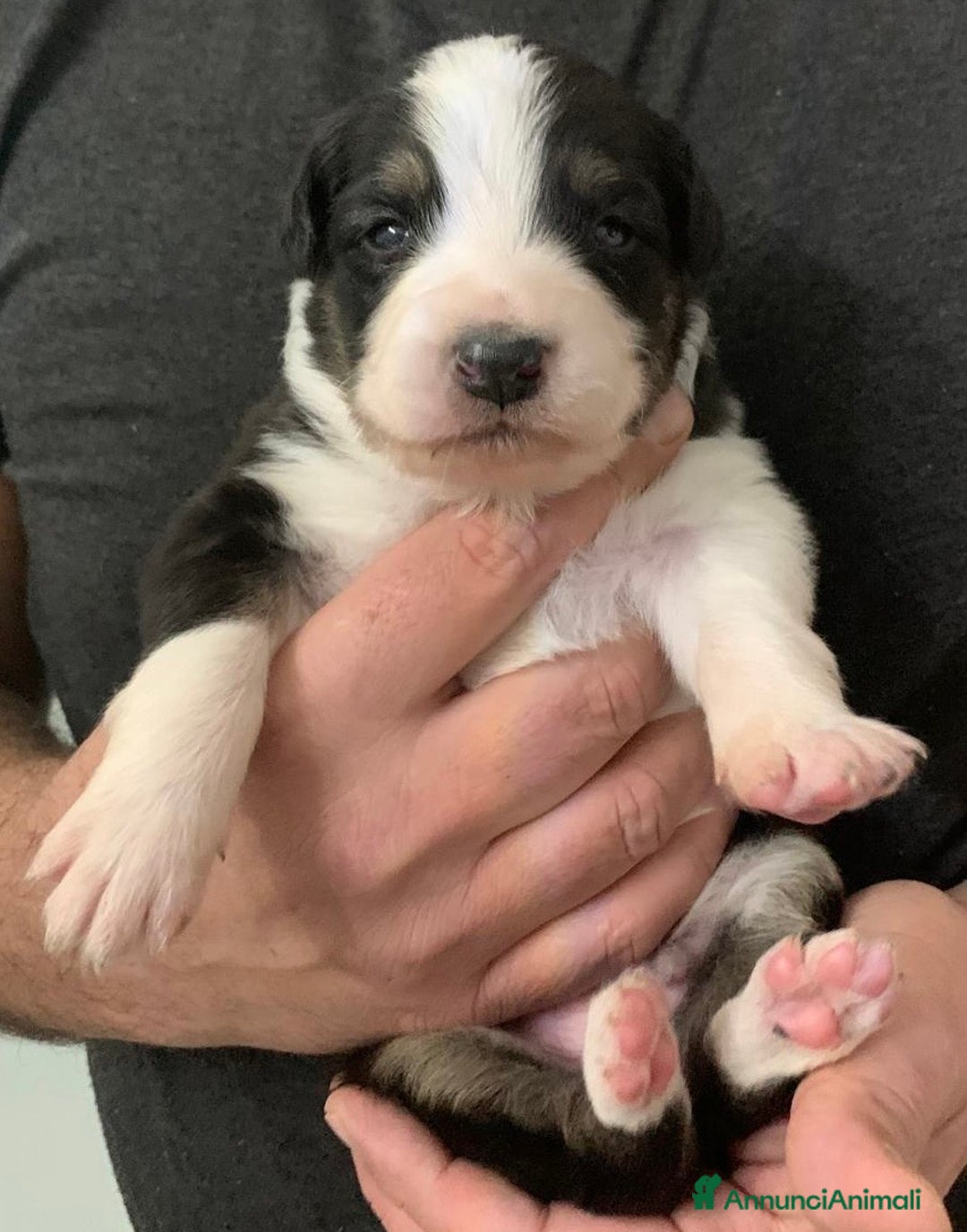 Australian Shepherd cani in vendita: Cuccioli di Pastore Australiano - Annuncio 6