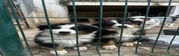 Australian Shepherd cani in vendita: Cucciolo pastore australiano black tricolor - Annuncio 4