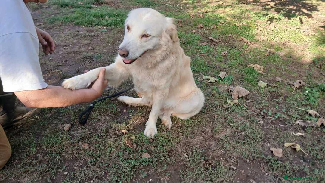 Meticcio cani in regalo: EVA INC GOLDEN CERCA LA SUA CASA, IN ADOZIONE - Annuncio 2