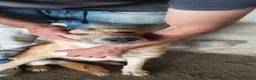 Meticcio cani in regalo: Arya, meticcia in canile a catania - Annuncio 4