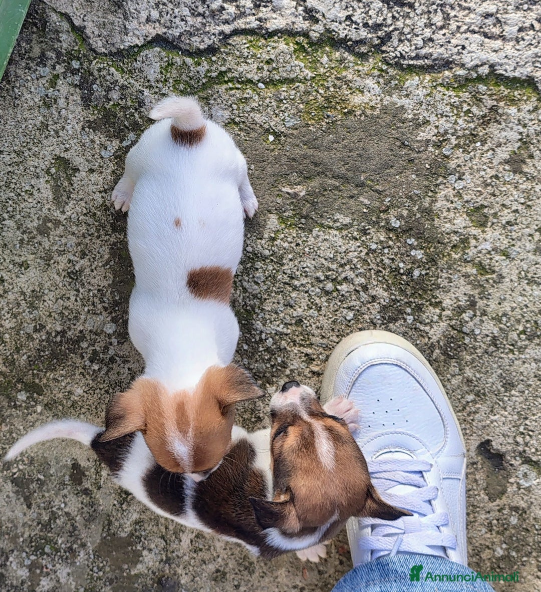 Jack Russell cani in vendita: Cucciole jack russel  - Annuncio 2
