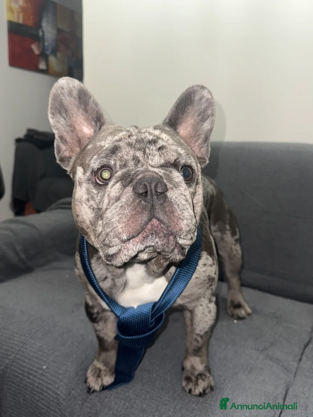 Bulldog Francese cani per accoppiamento: Cerco fidanzatina  - Annuncio 4