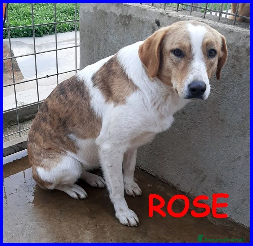Meticcio cani ROSE dolce triste patatina! - Annuncio 31